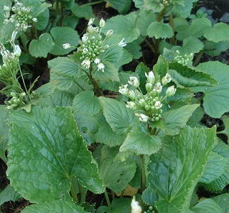 plant de wasabi